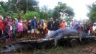 En Filipinas capturan a un cocodrilo de una tonelada