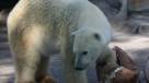 El único oso polar del zoológico de Buenos Aires murió por el excesivo calor