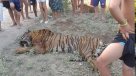Vecinos de localidad cordobesa mataron a tigre de Bengala