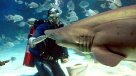 Buzo murió tras ser atacado por un tiburón en Australia