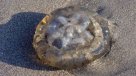 Autoridad decretó alerta sanitaria por medusas en aguas del litoral de Tarapacá