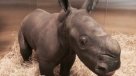 Nació nuevo bebé rinoceronte en Australia