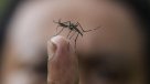 Minsal decretó alerta sanitaria en Rapa Nui por dengue