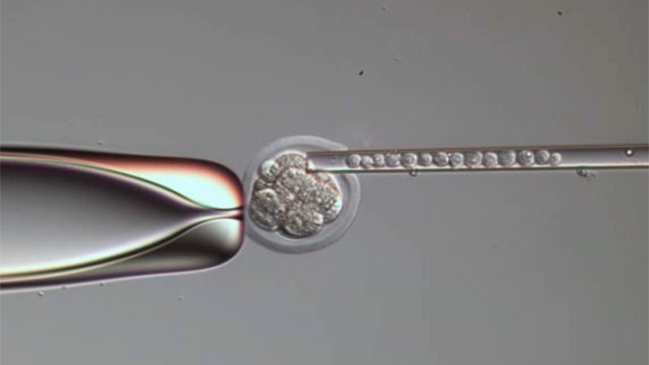 Reino Unido autorizó la modificación genética de embriones humanos