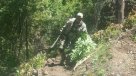 PDI incautó 15 mil plantas de marihuana en la Región del Maule