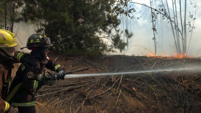 Fotos Bomberos trabaja para controlar incendio forestal en Puchuncaví