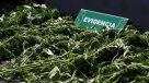 Carabineros decomisó 20 plantas de marihuana en Villa Alemana