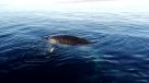 La Armada rescató a una ballena atrapada en redes de pesca