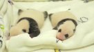 El tierno descanso de dos pandas bebés