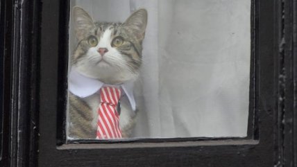   El gato de Julian Assange se roba las miradas 