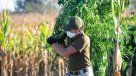 Carabineros decomisó millonario cultivo de marihuana en Quilpué