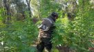 Carabineros decomisó 9.700 plantas de marihuana en Quilpué