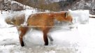 Encuentran a un zorro totalmente congelado en Alemania