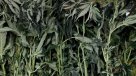 Carabineros incautó cerca de 3.500 plantas de marihuana en Los Vilos
