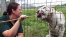 Tigre mató a cuidadora que lo alimentaba en zoológico británico