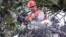 Municipios podan árboles tras nevazón del sábado