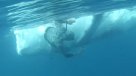 Hombre casi muere aplastado por una ballena