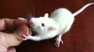 Paradójico: Liberación animal en la U. de Chile terminó con decenas de ratas muertas
