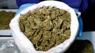 Coquimbo: Mayor decomiso de marihuana del año se estima en 3,5 millones de dólares