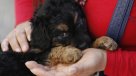 Municipalidad de La Serena realizará 7 mil nuevas esterilizaciones gratuitas de mascotas
