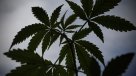 Canadá estudia borrar los antecedentes penales por posesión de cannabis