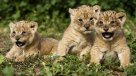 Atroz: Zoológico sacrificó durante años a cachorros de león por falta de espacio