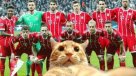 Bayern sigue alucinando con el gato que interrumpió duelo con Besiktas