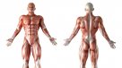 Investigadores descubren característica desconocida de la anatomía humana