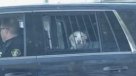 Un perro fue arrestado por la policía en Canadá y se volvió viral