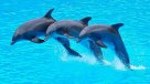 Grupo de delfines empuja a surfista en Australia