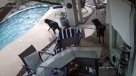 Conmovedor viral: Perro salvó a su compañero de aventuras de ahogarse en una piscina