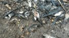 Hallan muertos 200 ejemplares de ave en peligro de extinción en Isla Mocha