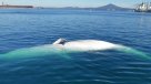 Talcahuano: encuentran ballena muerta flotando en la bahía de San Vicente
