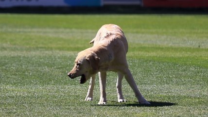 El perro Sultán vaticinó un "resultado Monumental" para el Superclásico