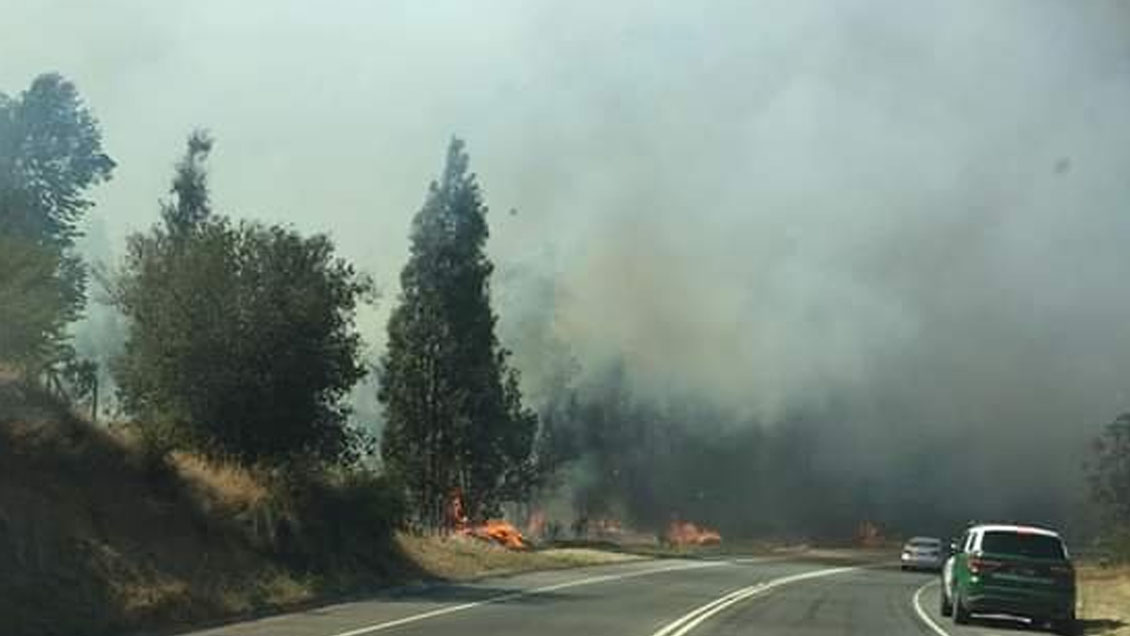 Declaran alerta roja por incendio forestal en Quilpué Cooperativa cl