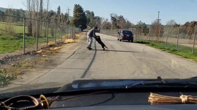 Video Hombre pateó y empujó a su perro para abandonarlo Cooperativa cl