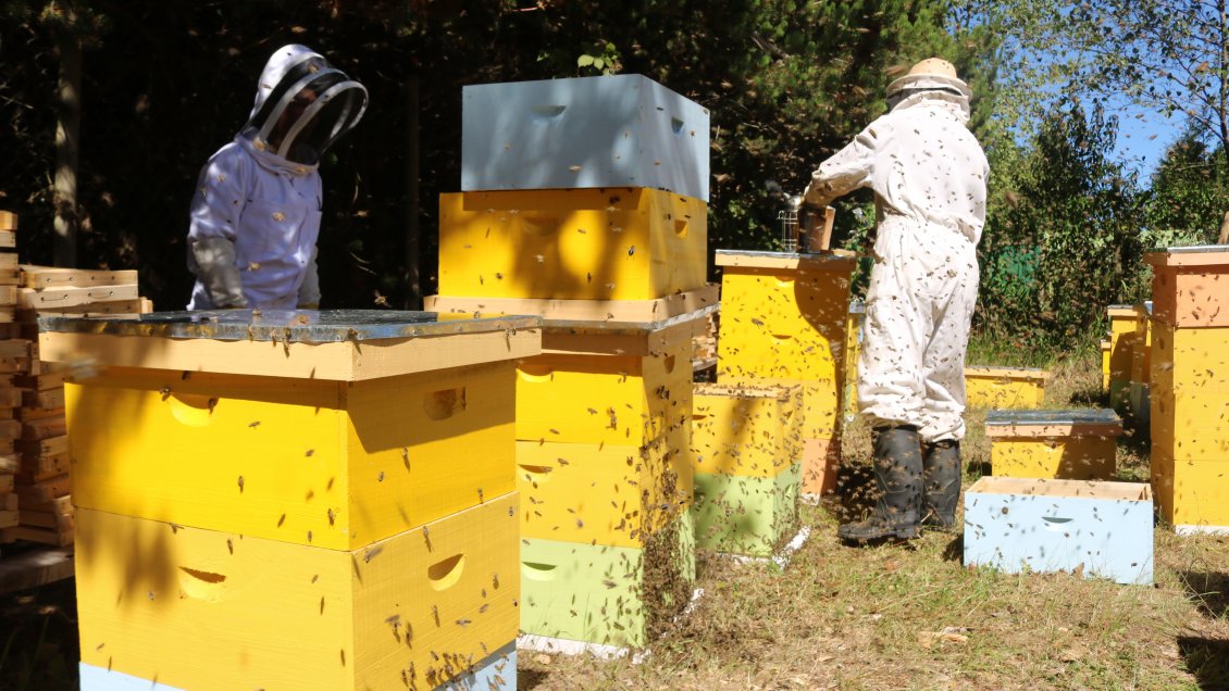 Crearon Centro Ap Cola En Vivero De Alerce Para Aumentar Producci N De