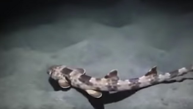  Descubren nueva especie de tiburón que puede caminar  