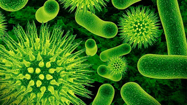  Algunas bacterias se vuelven inactivas para sobrevivir a los antibióticos  