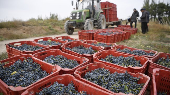  Perú superó a Chile como el principal proveedor de uvas del mundo 