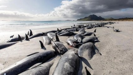   Mueren 215 ballenas piloto al quedar varadas en una remota isla de Nueva Zelanda 