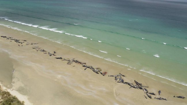  Más de 200 ballenas murieron tras varar en remota zona de Nueva Zelanda  