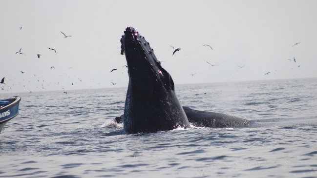   Mejillones: Embarcaciones mayores ajustarán su navegación para proteger a las ballenas 