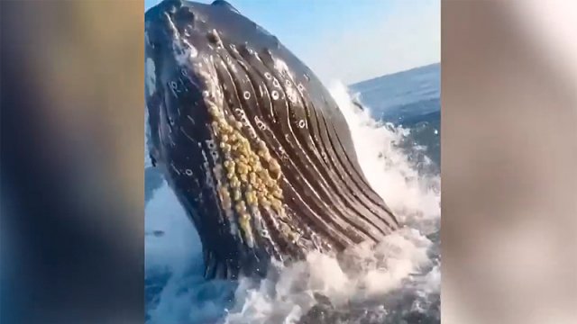 Video Enorme ballena dejó con los pelos de punta a padre e hijo que