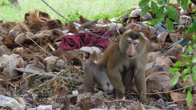   Empresas tailandesas esclavizan a monos como mano de obra para recolección de cocos 