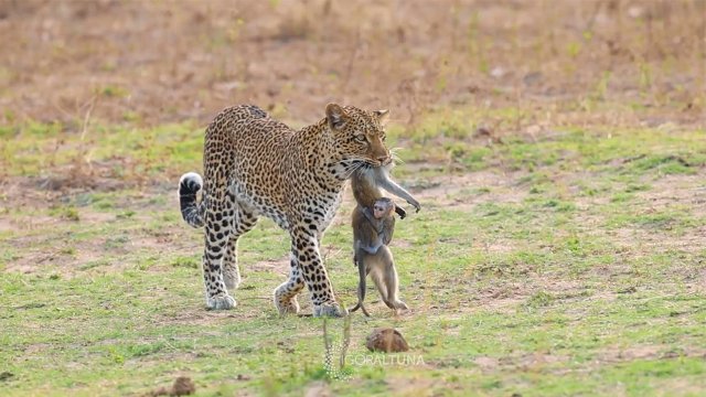 Video Grabarlo Fue Muy Duro La Terrible Imagen De Un Monito