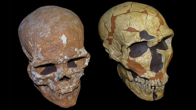  Logran reconstruir el cráneo de un neandertal de hace 150.000 años  