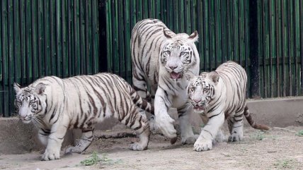  Dos cachorros de tigre blanco fueron presentados en zoológico en la India  
