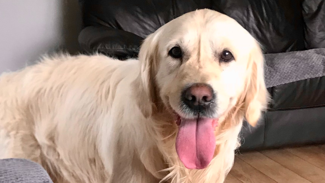 Perrito Se Escapa De Su Nuevo Hogar Y Recorre Kil Metros Para Volver