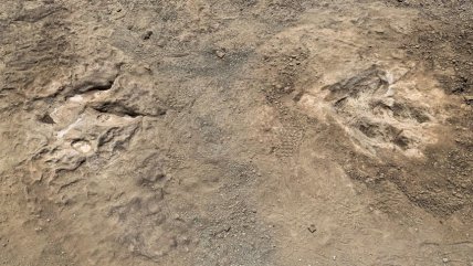   Descubren huellas fosilizadas de dinosuarios en el norte de China 
